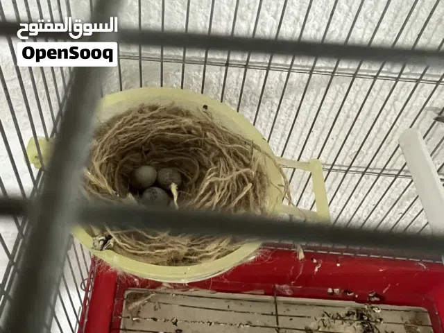 جوز كنار مكفول لحق قبل ما يروح
