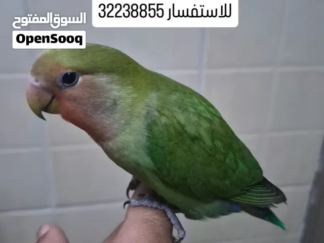 طائر حب ياتيك طيران خالي من العض مناسب للأطفال