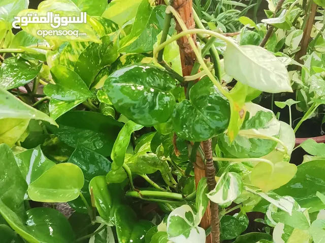 نباتات داخليه وخارجية