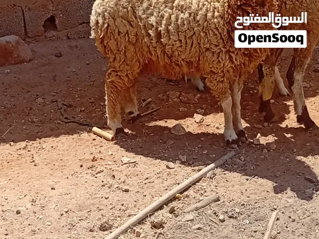 حولية للبيه العمر 7شهور ونص