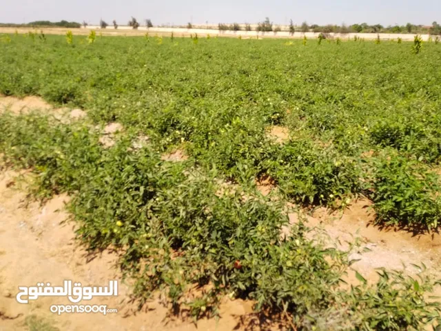 مطلوب مستثمرين ومسوين بال طن العربي