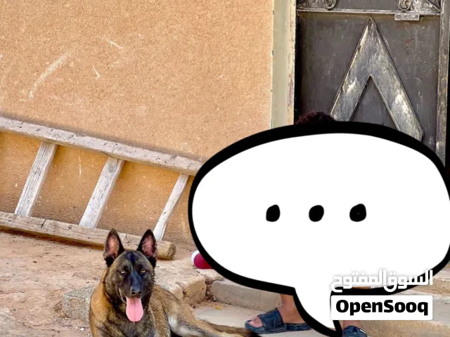 السلام عليكم