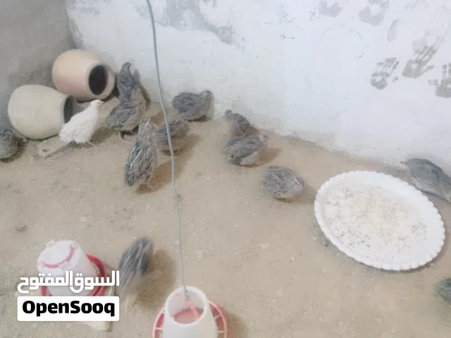 طيور فري للبيع
