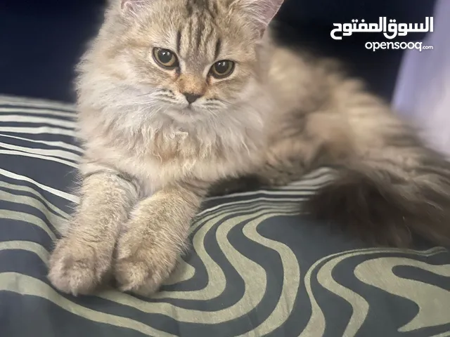 2 Persian tabby kittens 5months old