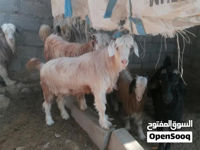 اعمارهن من ثلاث الي اربع ما شاء الله امورهن طببه