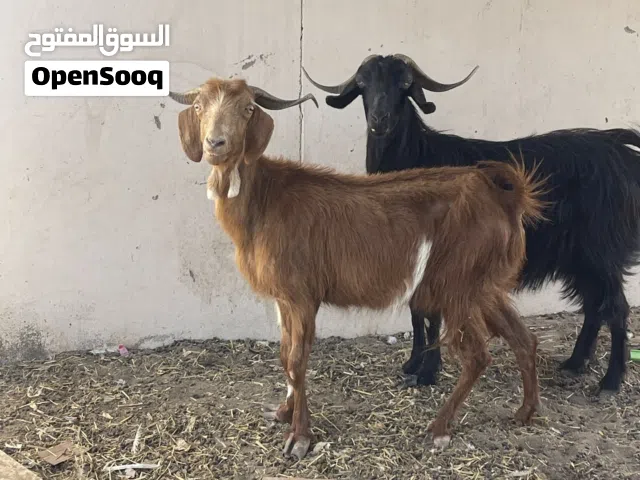 بيع أغنام بصحه جيده..