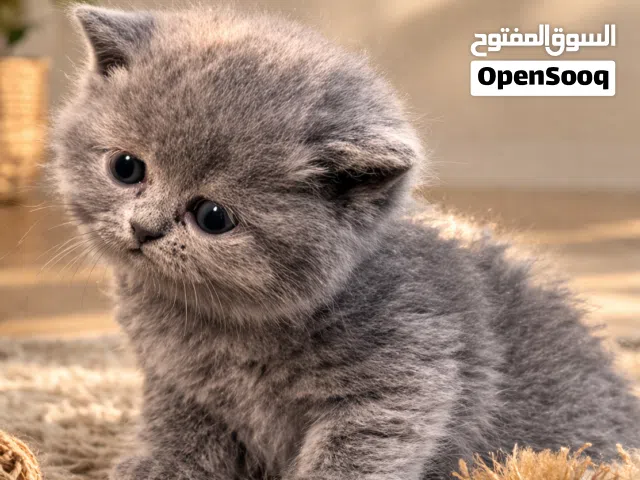 كتن عدد 2 سكوتش برتش بلو بسعر مناسب جدا شورت هير جمجمه عريضه عيون فيروزي أطراف قصيره ما شاء الله.