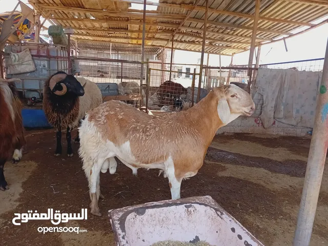 حولي مشوشن طول وعلو تبارك الله وافي خالي من العيوب بدل سنين فقط