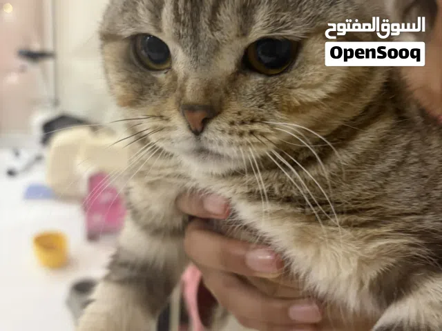سكوتش فولد بيور
