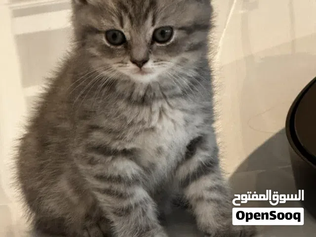 للبيع قط سكوتش ستريت ذكر