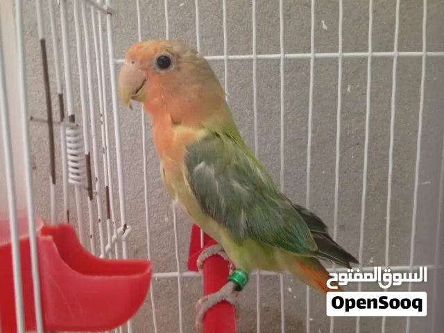 السلام عليكم بركديلو مروض اقرا الوصف