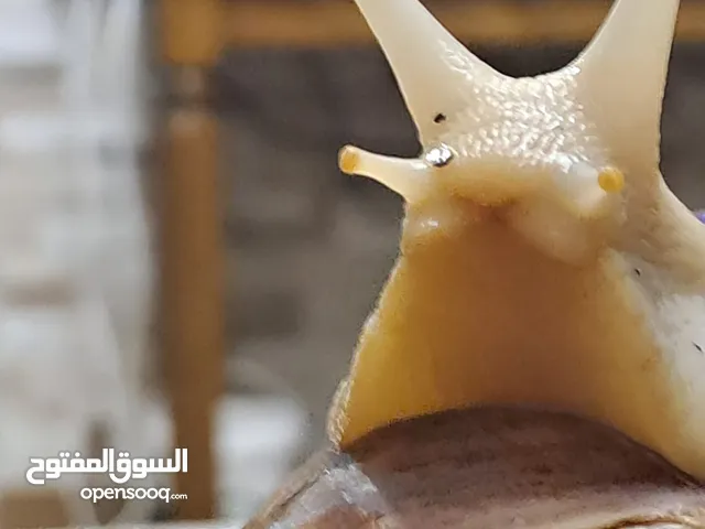 حلزونات أفريقية للبيع