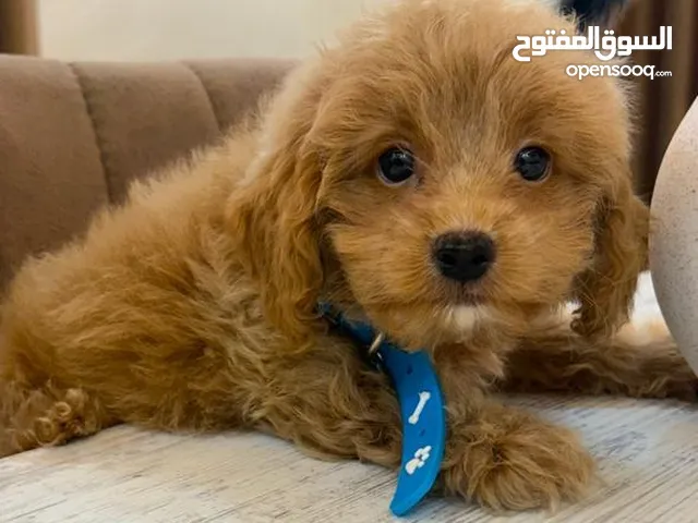 Toy poodle