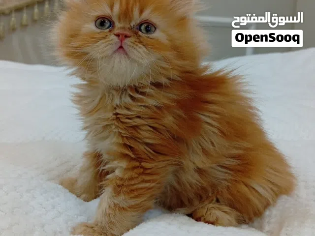 كتن شيرازي بيور