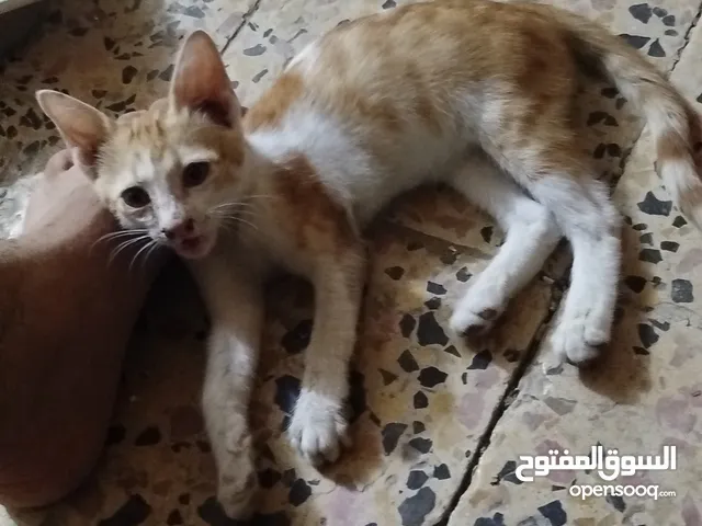 قطه للتلني عمر شهر ونص