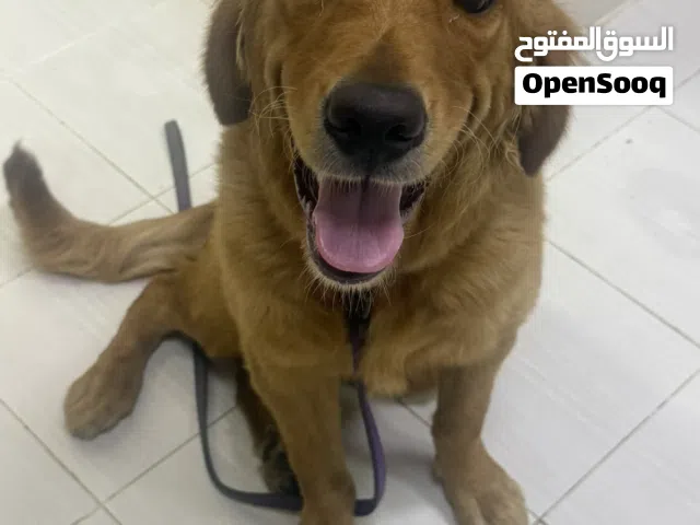 كلب جولدن ذكر