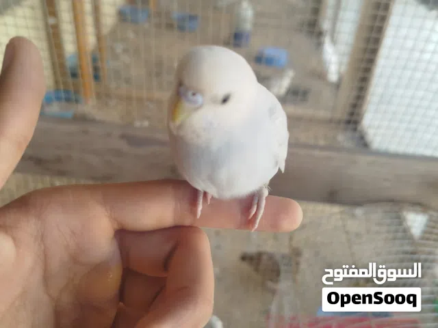 بقلينو مروض توصيل داخل مصراتة فقط