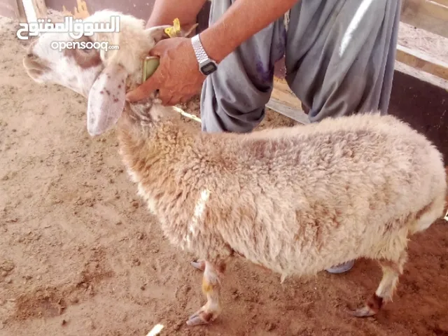 sheep for sale ..