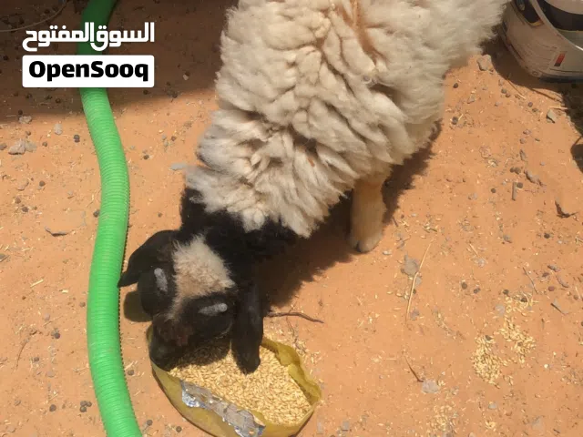السلام عليكم خروف بيع ربي يبارك