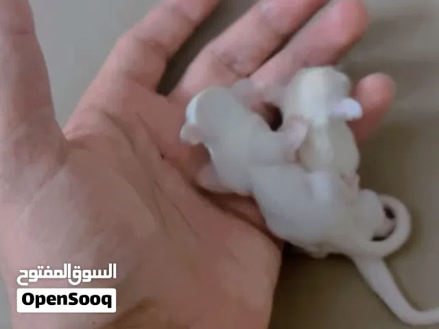 سنجاب الطائر