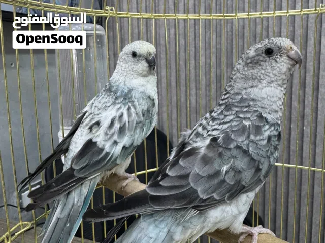 زواج ريد رامب