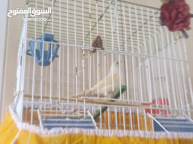 سلام عليكم كناري للبيع