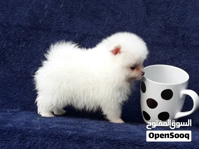 Humble and Nice Pomeranian Puppies Available to meet new family