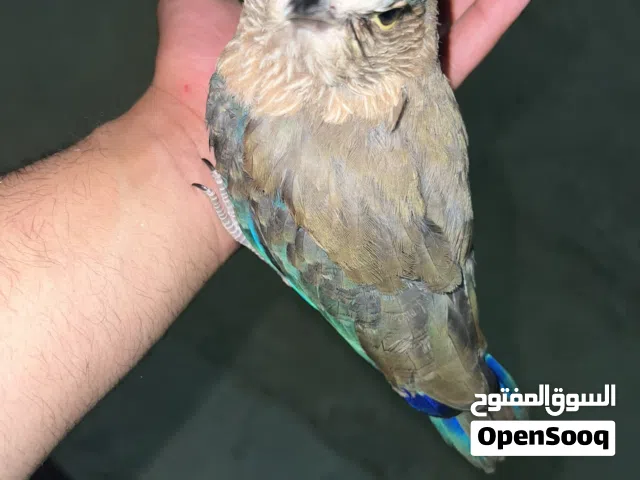 فرخ طائر البكرجة/الشقراق الهندي المتكلم