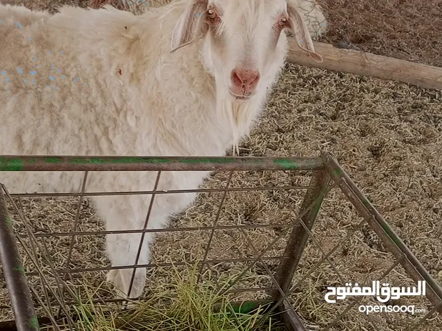 تيس سانين سويسري نسبة عالية لمن يدور الحليب