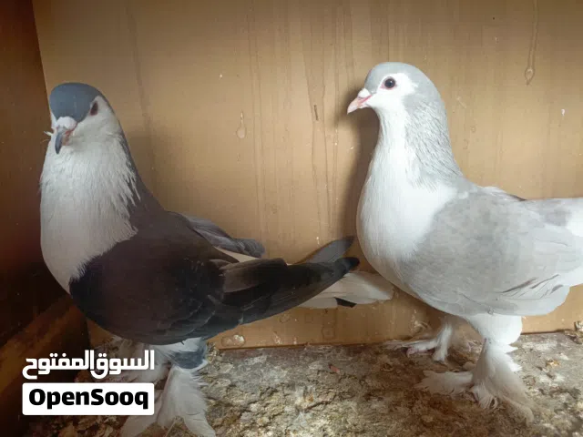 حمام ما شاء الله، طيّار ومرتب.