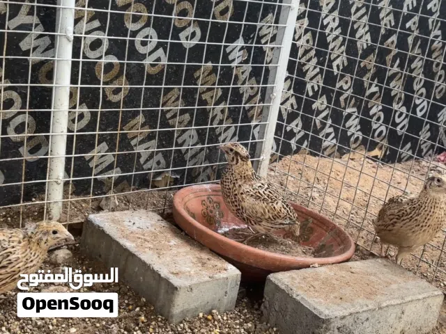 فري جامبو.