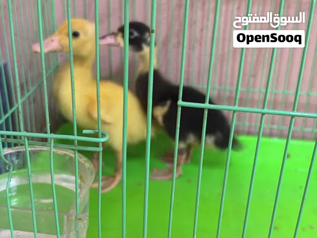 بطتين للبيع صفره و الثانيه صفره على سوده