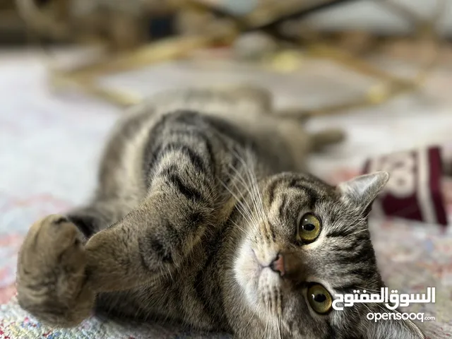 Female Cat looking for new home