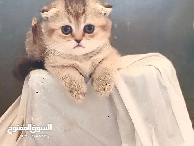 ذكر وانثى سكوتش فولد NY25