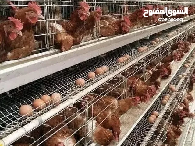 دجاج احمر بيض