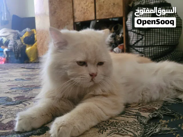 قط ذكر شيراي ابيض