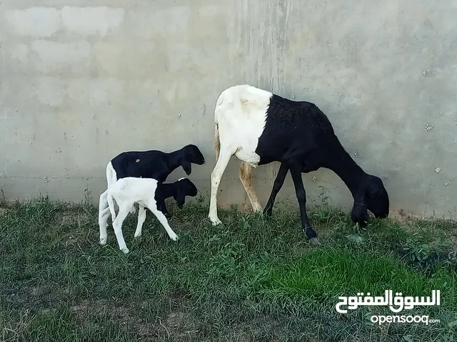 السلام عليكم  نعجه توميه تحتها زوز افطايم رويانات الله ايبارك  السن موضح في الصور  السعر 2300 للاستف