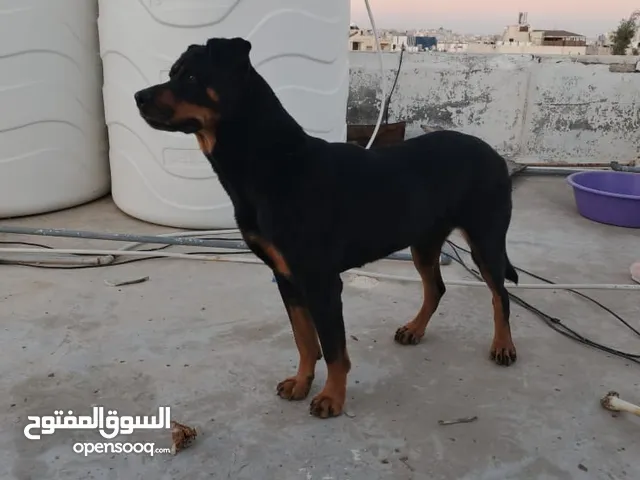 انثي روت وايلر