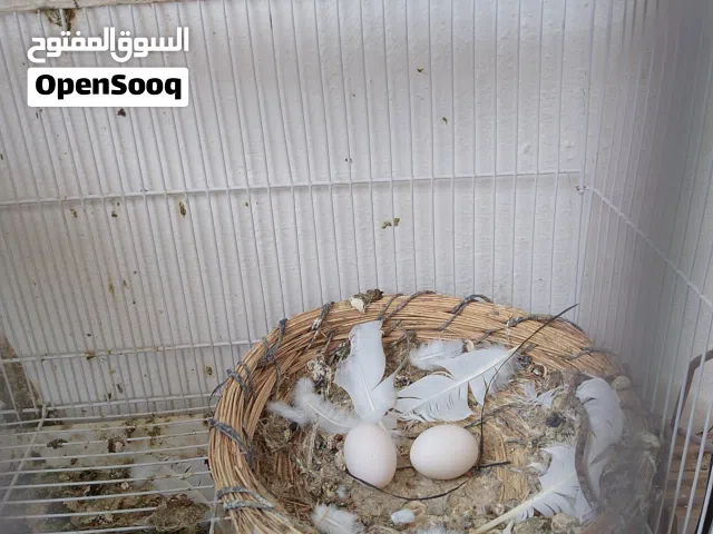 طيور هنداويات للبيع