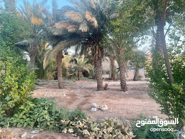 Farm Land for Sale in Najaf Kufa