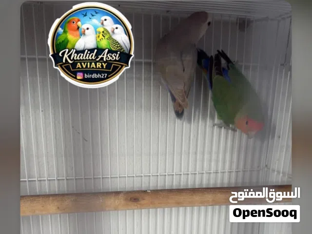 زوج لافبيرد جاهز للانتاج