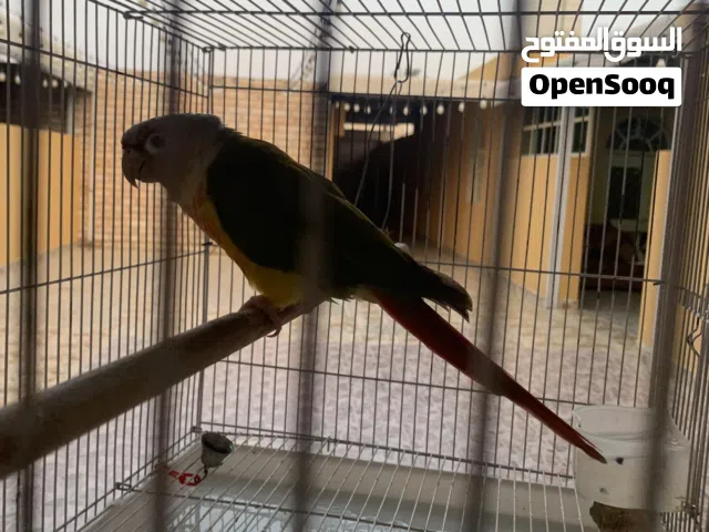 كنيور البيع السعر 750