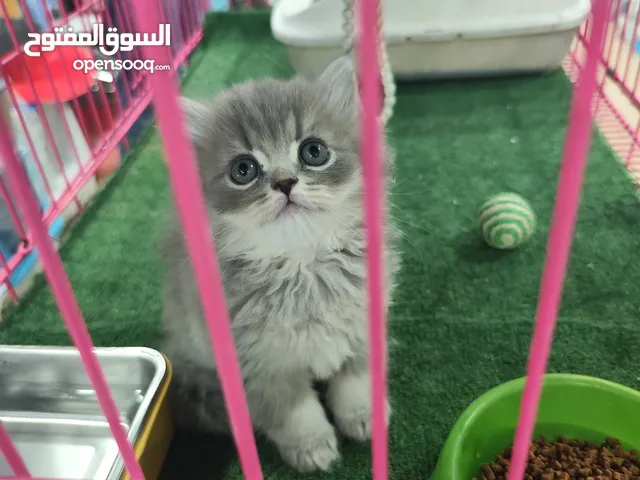 احضر الريلز قط سكوتش ستريت ذكر – شعر ميديوم اقتنِ صديقًا ينشر الطاقة الإيجابية ويسحب الطاقة السلبية