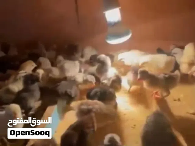 للبيع صيصان