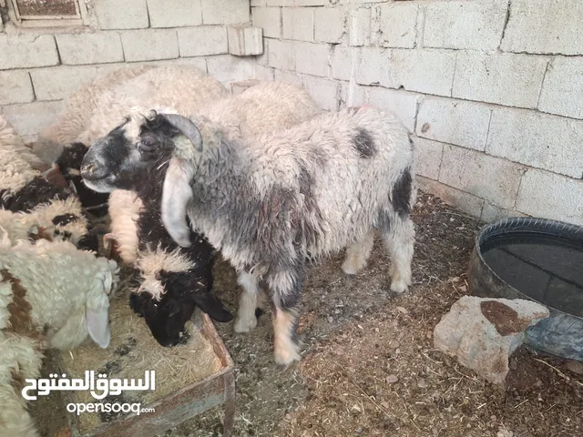طليان للبيع بسعر مناسب وصالحه للاضحيه طليان بريه نضيفه مو مالت مدينه وتاكل الفضلات