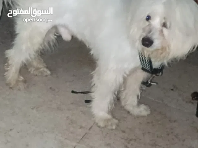 كلب شيواوا للبيع