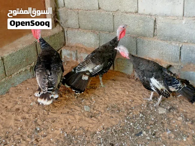سلام عليكم متوفر زوز دجاجات و فروج ديك رومي