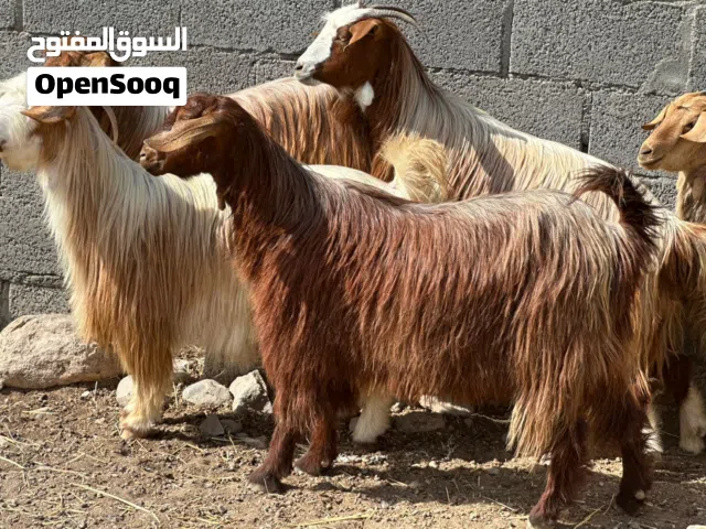 للبيع أغنام جباليات  سمان  ماشاءالله ماعليهن كلام راهيات واحجام مايتفوتن للتربيه او ذبح وحلال طيب