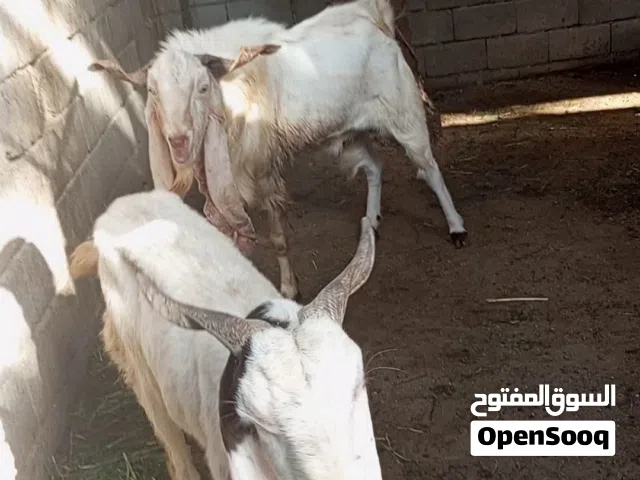 سلام عليكم اقرأ الوصف