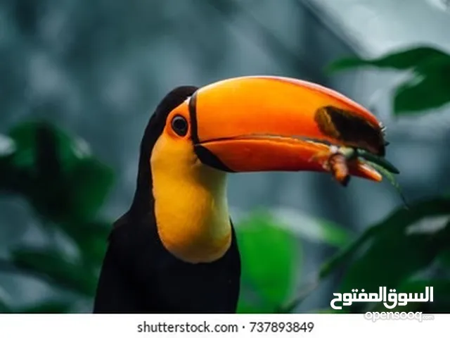مطلوب توكان للي عنده يبغي يبعه يتواصل معاي who have toukan for sell I want to buy